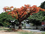DSC02519.JPG (Nature)