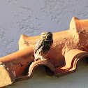 Little owl