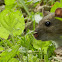 Rat brun