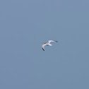 Least Tern