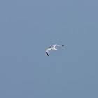 Least Tern
