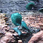Blue-Stain Fungus