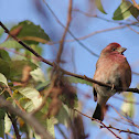 Purple Finch