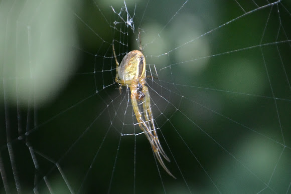Spotting Image 1
