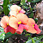 Climbing Flame Pea
