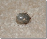 Tick1