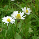 Common Daisy