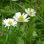 Common Daisy