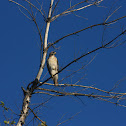 Red-tailed Hawk
