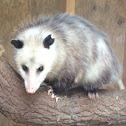 Opossums