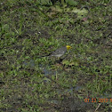 WAGTAIL