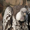 Ruppell's Griffon Vulture