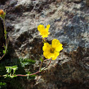 Buttercup