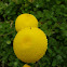 Cotula spp