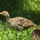 Turkey
