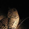 Leopard