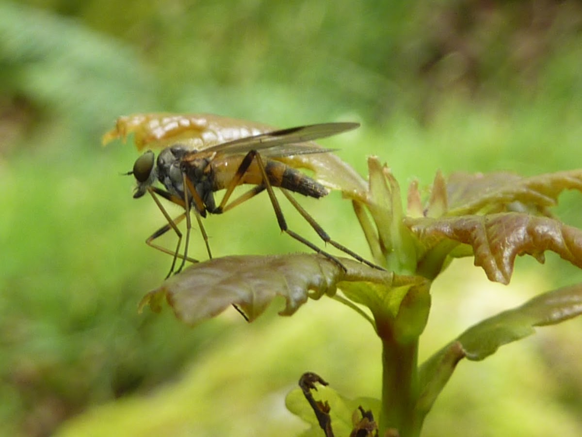 Robber Fly