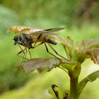 Robber Fly