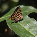 long banded silverline