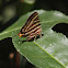 long banded silverline