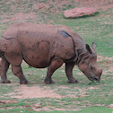 Indian rhinoceros