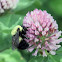 Bumble Bee