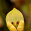 Orchid