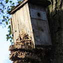 Wasp hive
