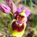 Sawfly orchid