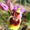Sawfly orchid