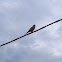 Cernícalo vulgar, Common Kestrel