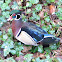 Wood Duck