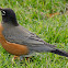 American Robin