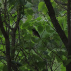 Black chinned hummingbird