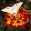 Corn earworm moth