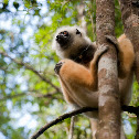 Diademed sifaka