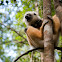 Diademed sifaka