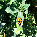 Black and Red Bug