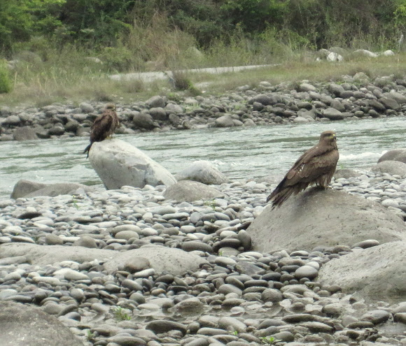 Spotting Image 1
