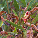 Red Eyed Wattle