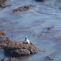 Harbor Seal
