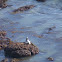 Harbor Seal