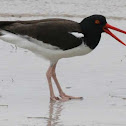 American Oystercatcher