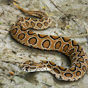 Russell's Viper