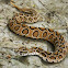 Russell's Viper
