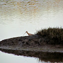 Long-billed Curlew