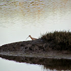 Long-billed Curlew