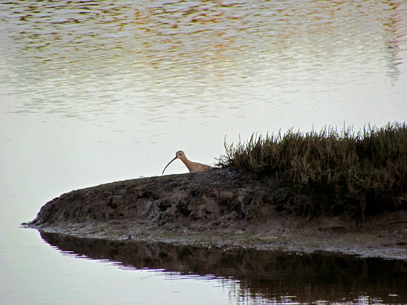Spotting Image 1