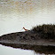 Long-billed Curlew