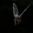 Passionvine Hopper (last breath)